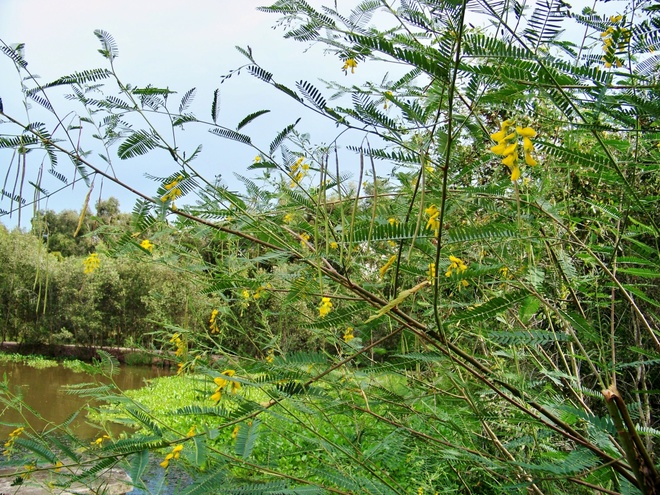 Con[-]đường[-]xuyên[-]rừng[-]tràm[-]dài[-]nhất[-]Việt[-]Nam[-]tại[-]Long[-]An